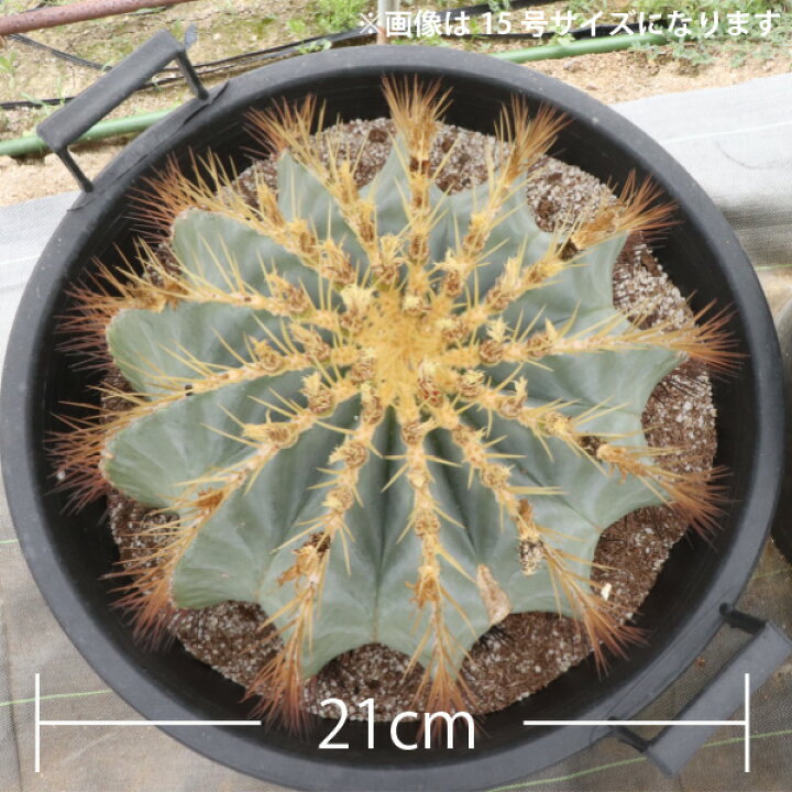 楽天市場】王冠竜 オウカンリュウ サボテン フェロカクタス 7号鉢 セラ 