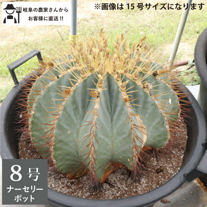 楽天市場】王冠竜 オウカンリュウ サボテン フェロカクタス 8号鉢 1鉢 