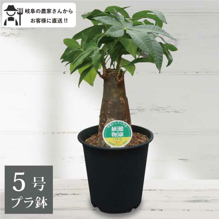 楽天市場】パキラ（1本立ち）5号鉢 プラ鉢 観葉植物 実生 室内 新築 