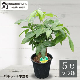 パキラ（1本立ち）5号鉢　プラ鉢　観葉植物　実生 室内　新築祝い オフィスにも　 農場直送 おしゃれ　インテリア　お祝い　プレゼント　初心者　お世話　人気　定番　育てやすい　開店祝い　ギフト　送料無料［G］