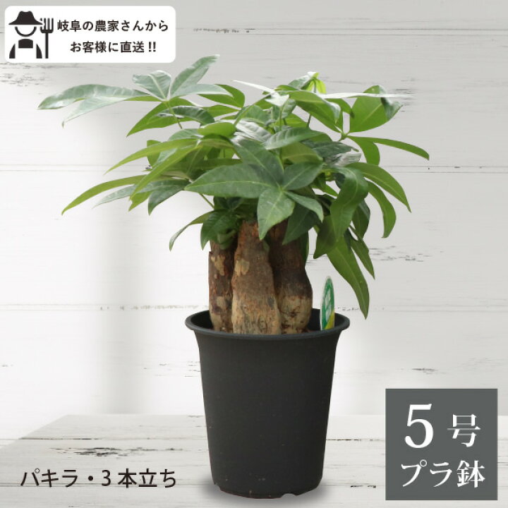 楽天市場】パキラ（3本立ち）5号鉢 1～5個セット 観葉植物 王道 人気 