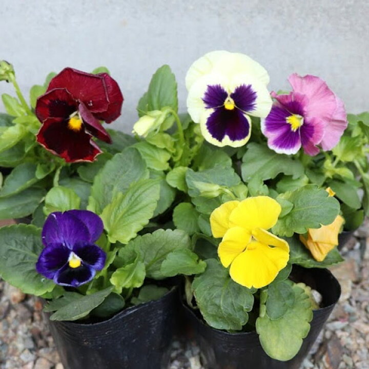 楽天市場 今から春まで楽しめる パンジー 花苗 カラーミックス 40個 セット 3寸 3号 9cmポット 一年草 冬 まとめ買い 40株 色 おまかせ ケース販売 冬の花苗 ガーデン ギフト 花壇 大量 市場直送 苗市場直送 お得 セット販売 寄せ植え ハンギング パンジー苗 パンジー