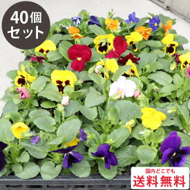 パンジー 花苗 カラーミックス 40個 セット (3号 9cmポット) 一年草　冬 まとめ買い 40株 色 ケース販売 冬の花苗ガーデン 花壇 大量 お得 セット ハンギング パンジー苗 パンジーの苗 [H]