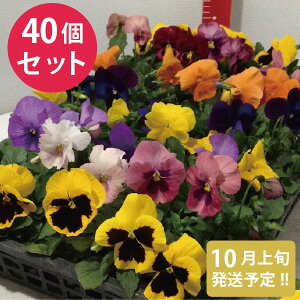 花 ポット 苗の人気商品 通販 価格比較 価格 Com