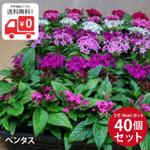 苗 ペンタスの人気商品 通販 価格比較 価格 Com