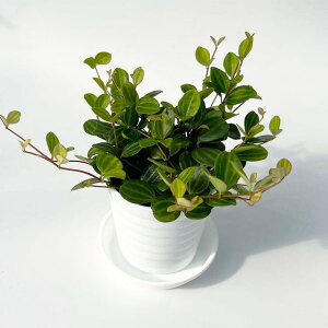 mYҒnyy~A AO[^ 1|bgZbg ȔvZbg CeAO[ Mtgɂ iina) @ϗtA@