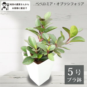 観葉植物 ペペロミア 5号の人気商品 通販 価格比較 価格 Com 観葉植物 ペペロミア 5号の人気商品 通販 価格比較 価格 Com