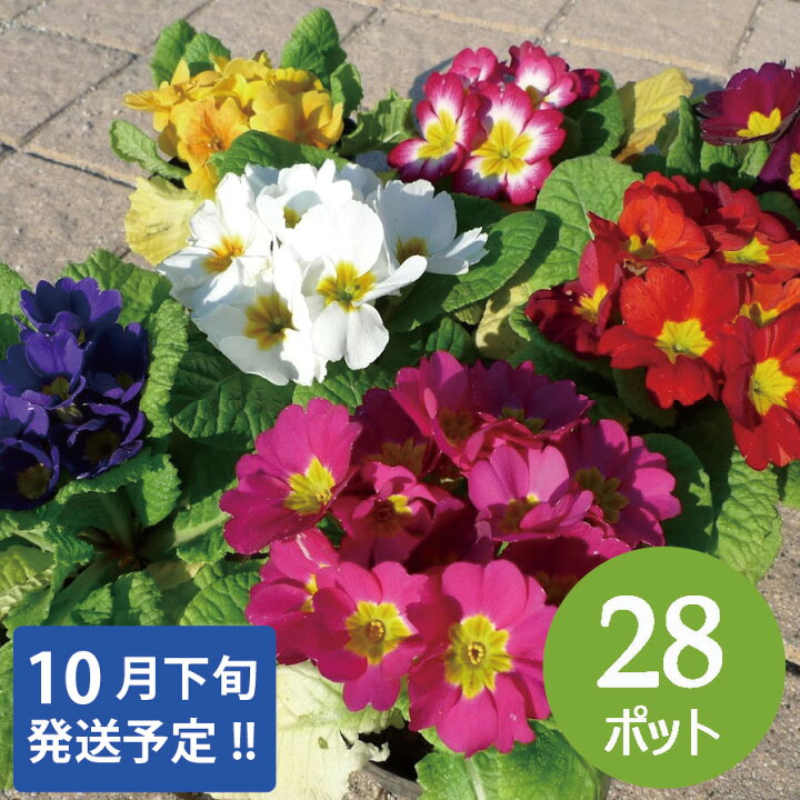 楽天市場 11 01より発送開始 プリムラ ジュリアン 冬 花苗 28個 セット 3寸 3号 9cmポット カラー ミックス ケース販売 冬の花壇 市場直送 28株 花色おまかせ 初心者 ガーデニング サクラソウ科 春まで咲く お得なまとめ買い 草丈低め 寄せ植え ハンギング 大量 楽天市場 11 01より発送開始 プリムラ ジュリアン 冬 花苗 28個 セット 3寸 3号 9cmポット カラー ミックス ケース販売 冬の花壇 市場直送 28株 花色おまかせ 初心者 ガーデニング サクラソウ科 春まで咲く お得なまとめ買い 草丈低め 寄せ植え ハンギング 大量