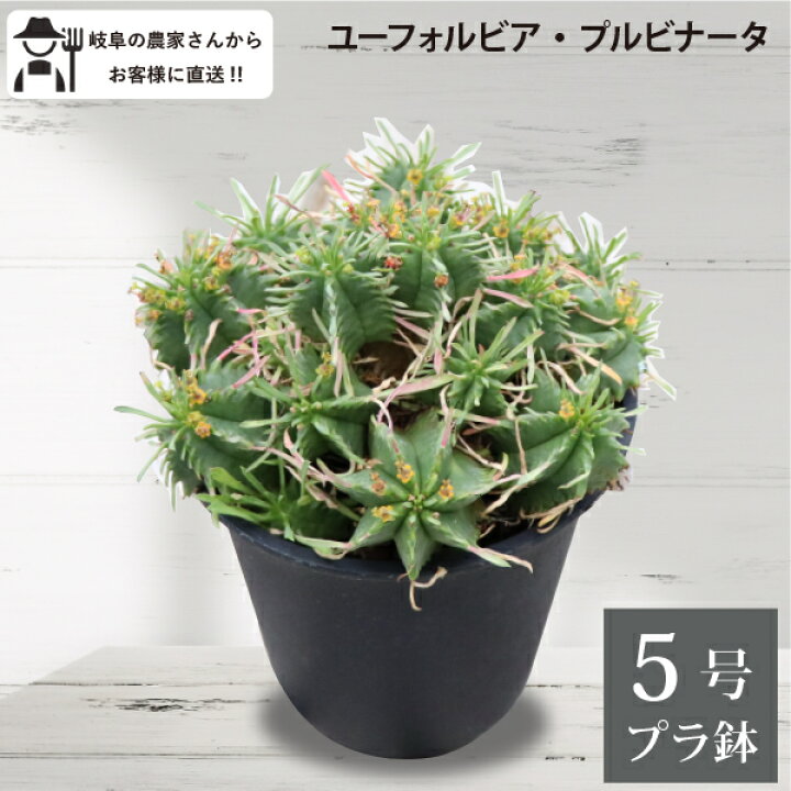 楽天市場】ユーフォルビア プルビナータ 笹蟹丸 5号鉢 1鉢 観葉植物 