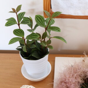 mYҒnyy~A@veI[^ 1|bgZbg ȔvZbg CeAO[ Mtgɂ iina) @ϗtA@@@J[[t@S