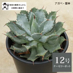 AKx _ 12 36cm|bg agave |^g Z`[vg