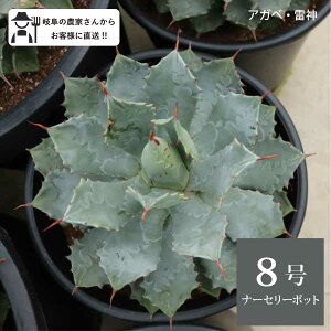 AKx _ 8 24cm|bg agave |^g Z`[vgbNK[f