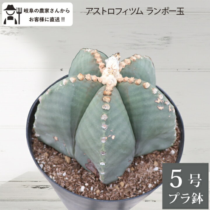 楽天市場 アストロフィツム ランポー玉 開花株 鸞鳳玉 らんぽうぎょく 5号 5稜サボテン 有星類 人気品種 G ソラニワ