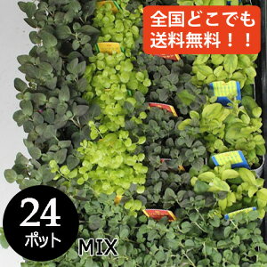 リシマキア グランドカバー 苗 品種 ミックス 24個 セット (3寸 3号 9cmポット) 多年草 耐寒性 カラーリーフ 下草 大量 市場直送 送料無料 ケース販売 まとめ買い 外構 庭 玄関 アプローチ エク