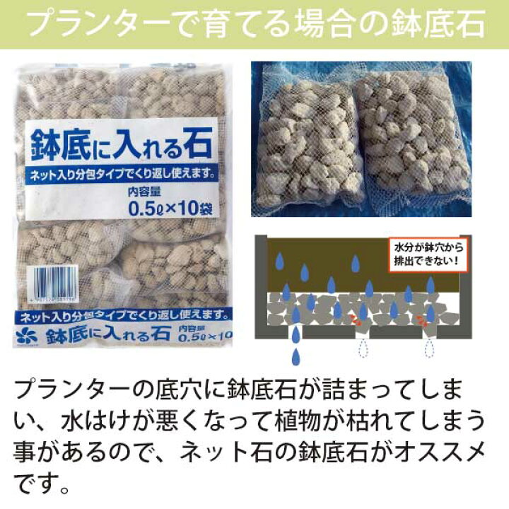 楽天市場】柱サボテン 吹雪柱 ショートタイプ（鉢下から50cm） 5号鉢 