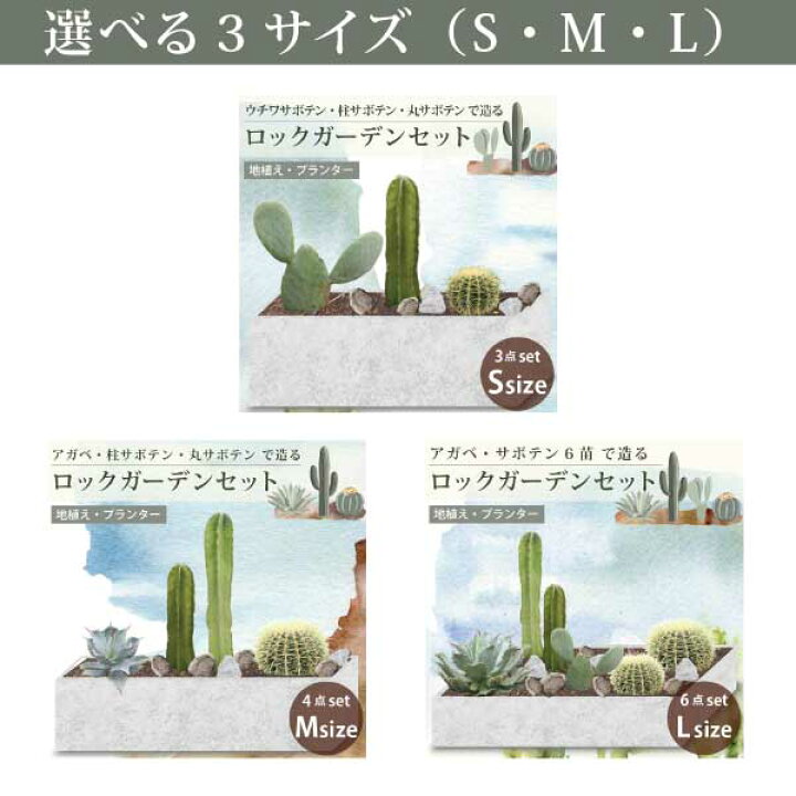 楽天市場】アガベ・サボテンで造るロックガーデンセット 4品種 ［M 