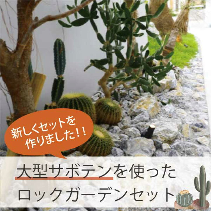 楽天市場】アガベ・サボテンで造るロックガーデンセット 4品種 ［M 