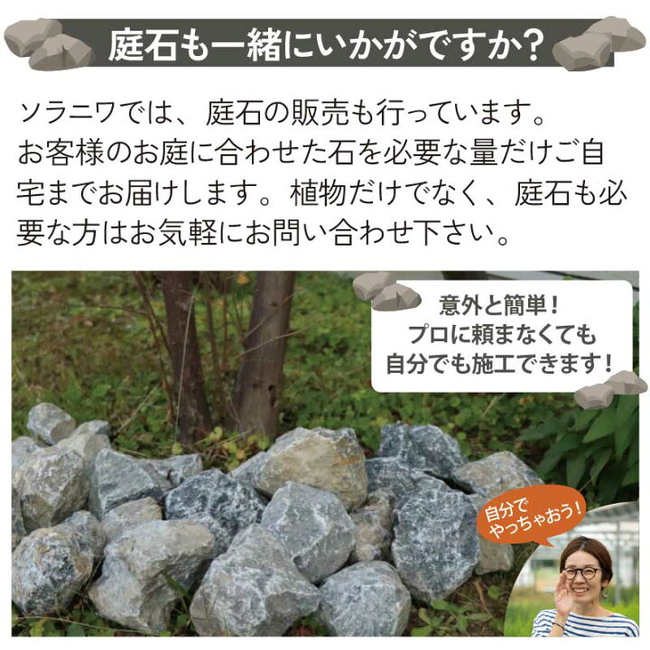 楽天市場】ロックガーデンセット ［G］ 5種7個セットお花も楽しめる 