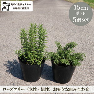 mƔEgݍ킹RIn[Y}[ 5 15cm|bg 5Zbgn[u Ώ  YҒ   GNXeA K[f Zt bNK[f[GM]