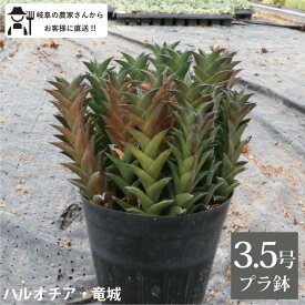 ［生産者直送］ハルオチア　竜城 3.5号鉢　1鉢　多肉植物　固葉　観葉植物　室内　ギフト　インテリアグリーン［G］