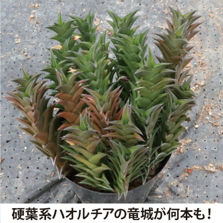 楽天市場】［生産者直送］ハルオチア 竜城 3.5号鉢 1鉢 多肉植物 固葉 