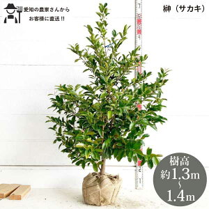 mYҒnTJL@@1.3-1.4m@@؁@c؁@V{c[@ A@lC@ΐ@ @mtn