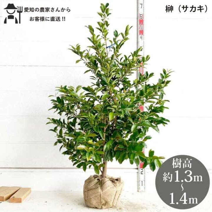 楽天市場】［生産者直送］サカキ 榊 本榊 樹高約1.3-1.4m 送料無料 