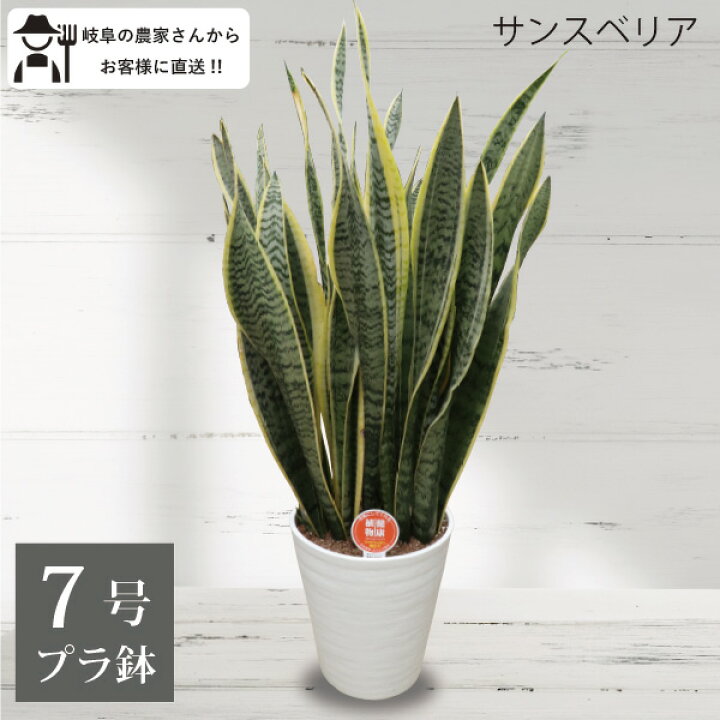楽天市場】サンスベリア トラノオ 7号鉢 プラ鉢 観葉植物 室内 新築 