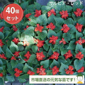 サルビア・レッド 40個 セット (3号 9cmポット) ケース販売［夏の花壇］暑さに強い夏の花苗　まとめ買い　花苗［H］