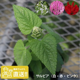 楽天市場 植物の苗 ハーブ ソラニワ 楽天市場 植物の苗 ハーブ ソラニワ