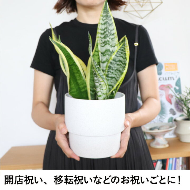 楽天市場】［生産者直送］サンスベリア 陶器鉢セット インテリア 