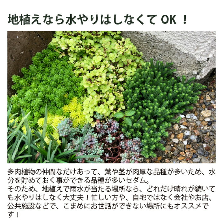 楽天市場 セダム 3寸 3号 9cmポット 28個 セット 寄せ植え グランドカバー 多肉 品種 アソート おまかせ 大量 市場直送 苗市場直送 送料無料 お得 ケース販売 まとめ買い おしゃれ 乾燥地 ベンケイソウ 万年草 下草 多肉植物 多年草 狭い 常緑 多年草 寄せ植え 寄植