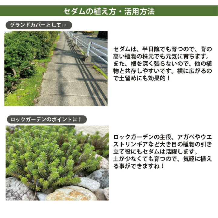 楽天市場 セダム 品種ミックス 生産者直送 苗 個 セット 3号 9cmポット 無農薬栽培マンネングサ グランドカバー 多肉植物 マルバマンネングサ メキシコマンネングサ ゴールデンカーペット オノマンネングサ フクリンマンネングサ ウスユキマンネングサ モリムラ
