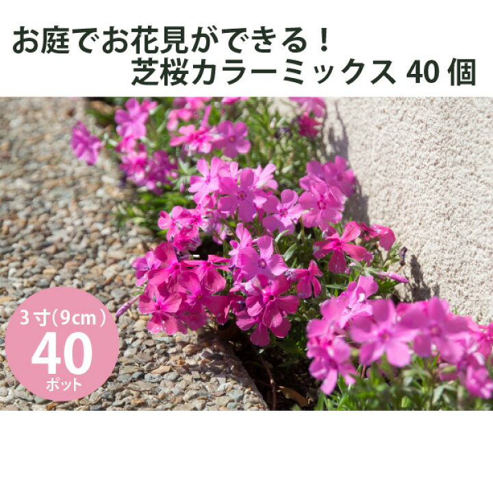 楽天市場】花苗 芝桜 開花見込株 シバザクラ 華やかカラーミックス 40 
