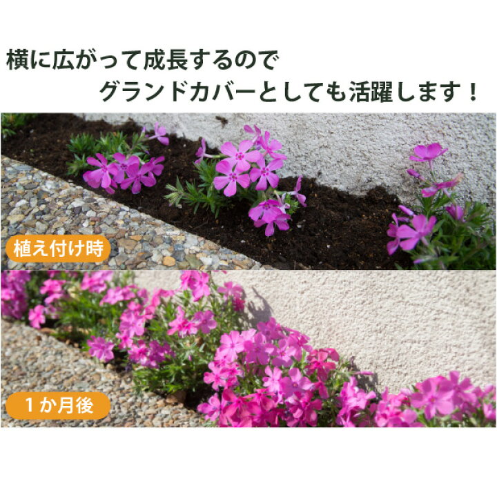 楽天市場】花苗 芝桜 開花見込株 シバザクラ 華やかカラーミックス 40 