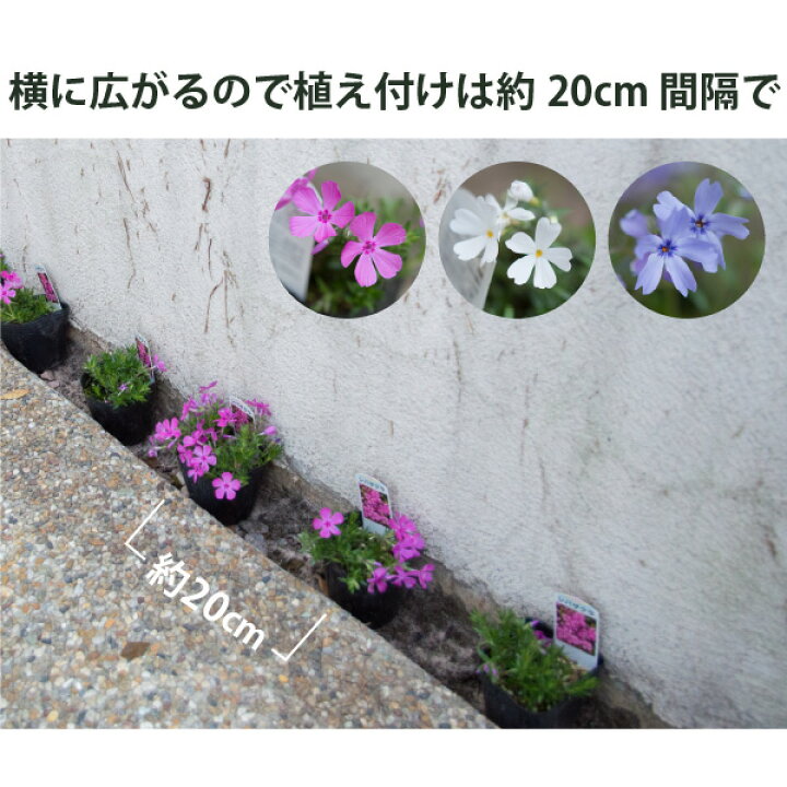 楽天市場】花苗 芝桜 開花見込株 シバザクラ 華やかカラーミックス 40 