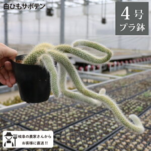 VqT{e@qfEBe@4@1@˂̂ہ@RT{e@JfmjX@qfEBf@ϗtA@@Vzj ItBXɂ@@_꒼ Mtg