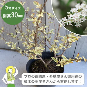 mYҒnVo[vybg 30cm 15cm|bg _@_@A؁@Β Á@mIOn