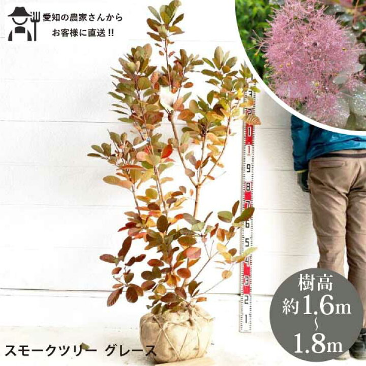 楽天市場】［生産者直送］スモークツリー グレース 樹高約1.6-1.8m 