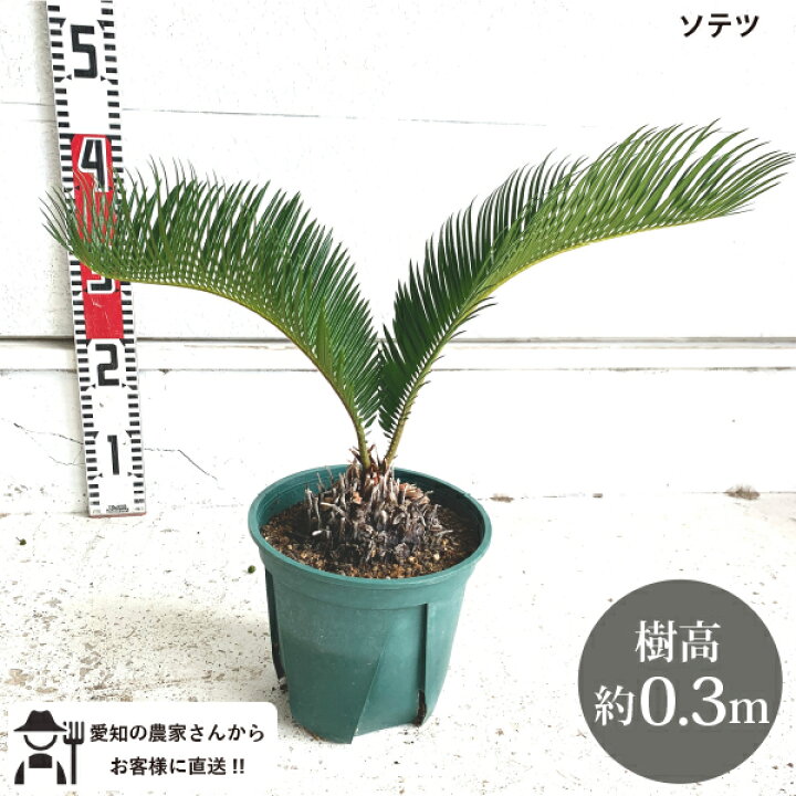 楽天市場】［生産者直送］ソテツ 樹高約30cm 送料無料 庭木 鉢植え 