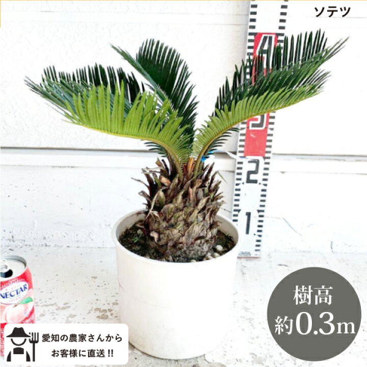 楽天市場】［生産者直送］ソテツ 樹高約30cm 送料無料 鉢 庭木 鉢植え 