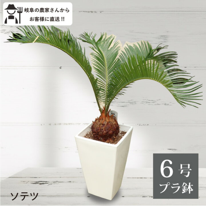 楽天市場】ソテツ 6号鉢 観葉植物 室内 新築祝い 大型 インテリア  