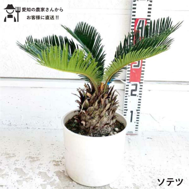 楽天市場】ソテツ 樹高約30cm 送料無料 庭木 鉢植えロックガーデン 