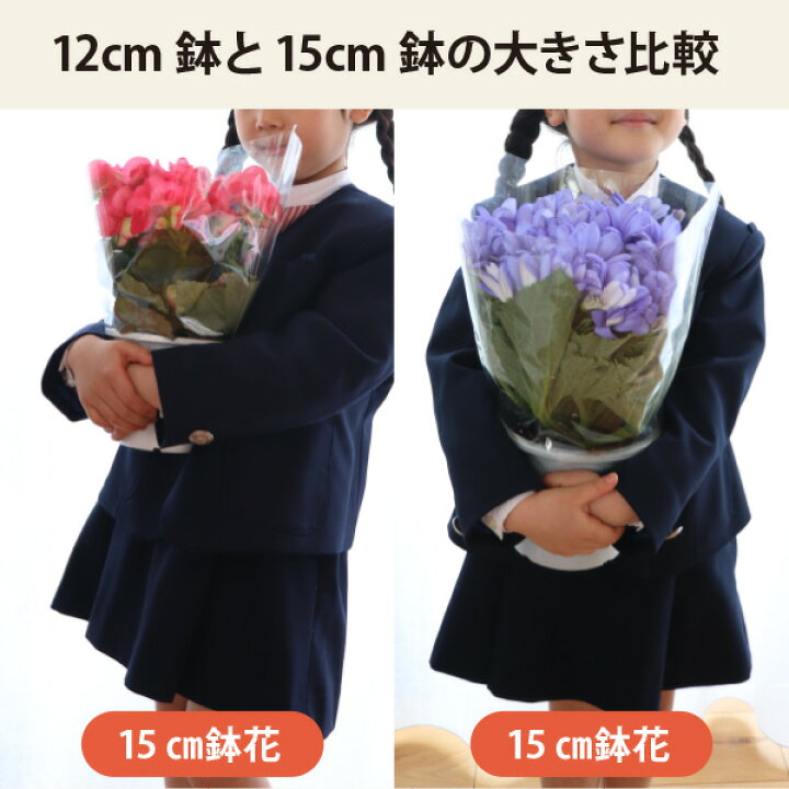 エラチオールベゴニア 八重咲きオレンジ 5寸鉢ごと 苗 植物