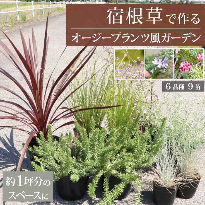 楽天市場】宿根草で作るオージープランツ風ガーデン ［B］広域セット  