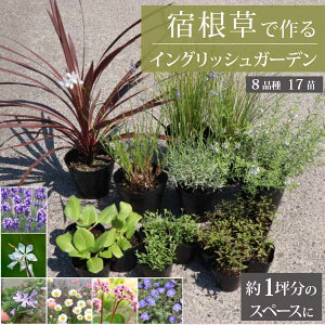 hōmLn CObVK[fYҒ@9-15cm|bg c 8i 17Zbg OhJo[  N S @[eiX@X^CbVmGMn