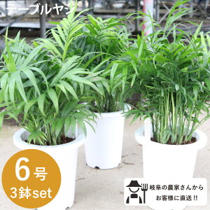 観葉植物 テーブルヤシの人気商品 通販 価格比較 価格 Com