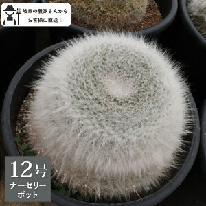 ʉ@^}ILi@T{e@12@1@Vzj ^@CeA@@zj@A@ _꒼mGnlC@@I@bNK[f@hCK[f@}~