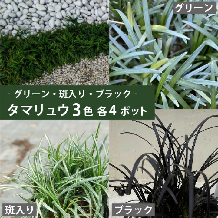 楽天市場】タマリュウ 3色セット 玉竜 斑入り玉竜 黒竜 7.5-10.5cm 3色 