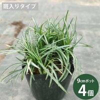 【楽天市場】タマリュウ 3色セット 玉竜 斑入り玉竜 黒竜 7.5-10.5cm 3色12個セット グランドカバー 和モダン 常緑多年草 ...
